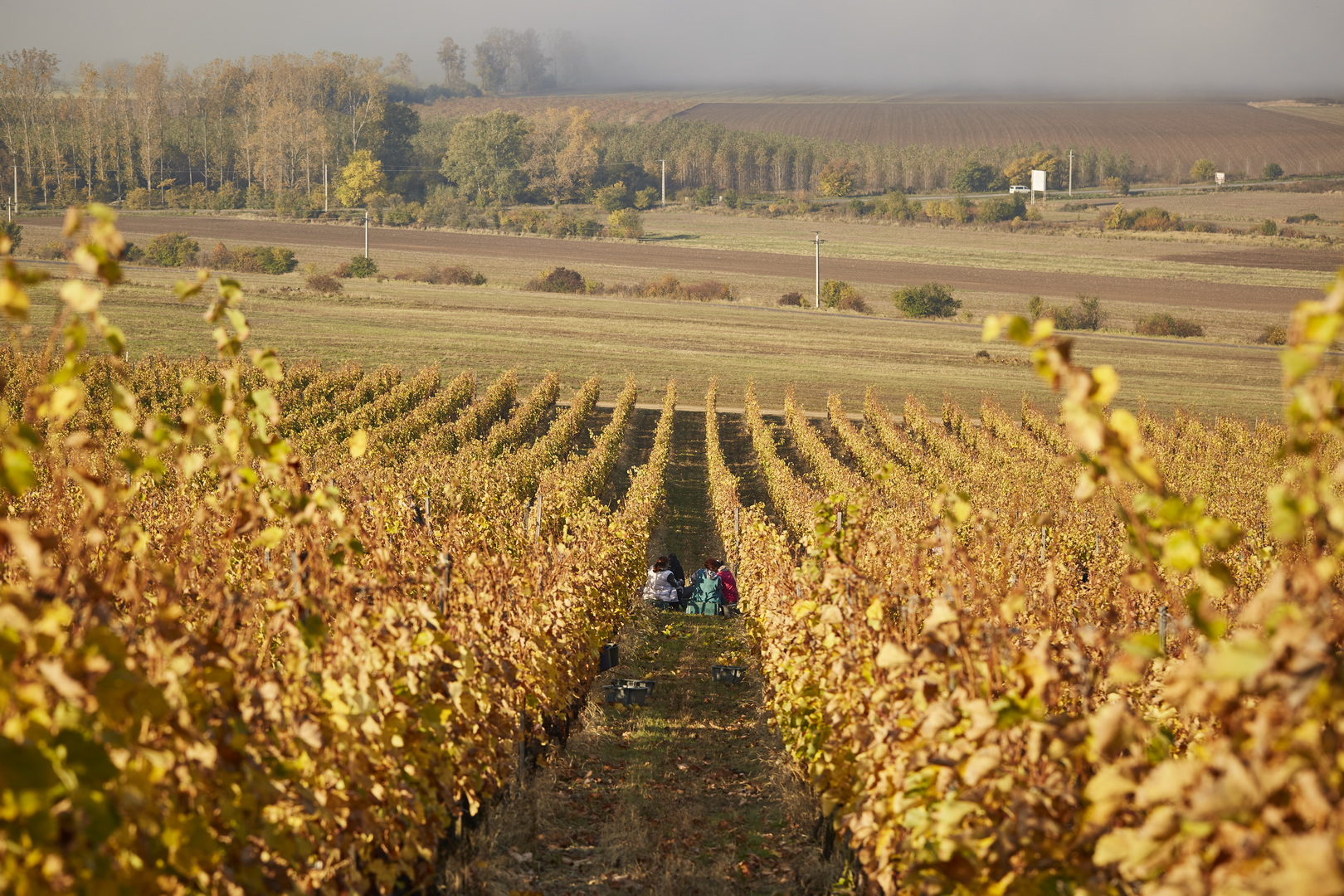 Harvest in the Tokaj wine region...