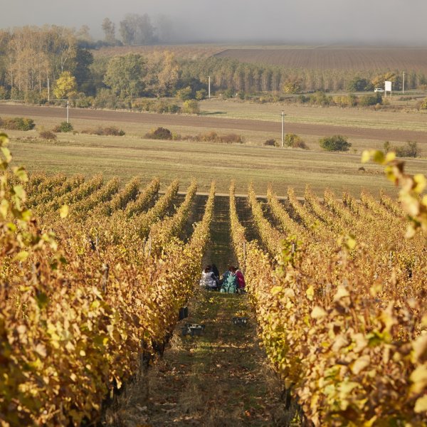 Harvest in the Tokaj wine region...